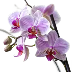 Imagen PNG para descargar